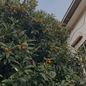 Meet your Posher, Yara